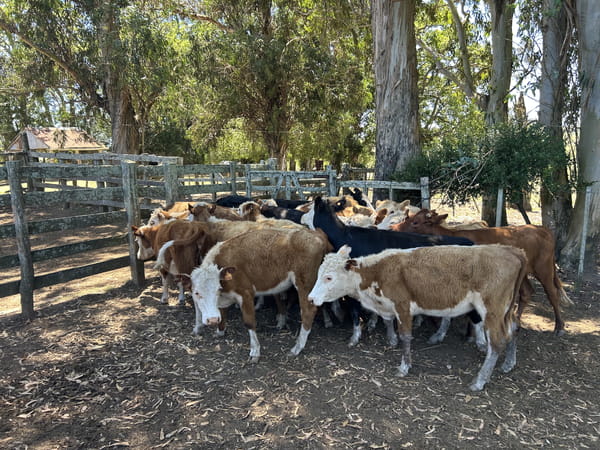 Lote Vaquillonas 1a2