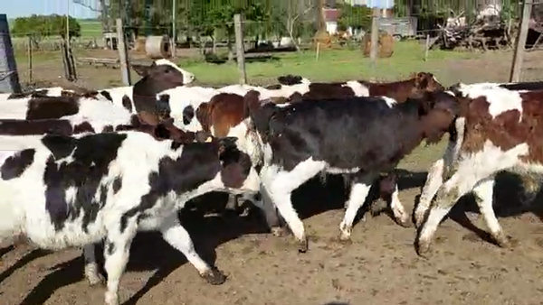 Lote 40 Terneros HOLANDO 90kg - , San José