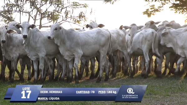 Lote Lote 17