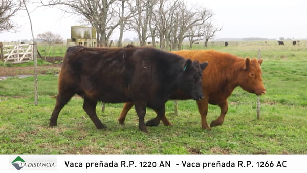 Lote Vaca Preñada