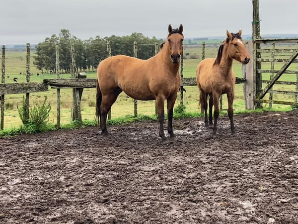 Lote Yegua en Ruta 81 km 95,500, camino vecinal sauce solo, a 4 km de Montes, 8 km de Mígues , 40 Km de Minas.
