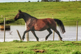 Lote SANTA GLORIA SATURNINA