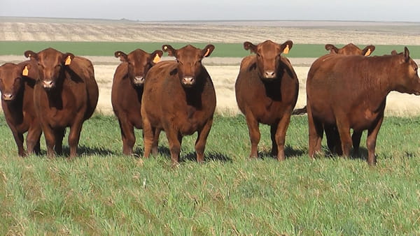 Lote VAQ.  ANGUS COLORADAS  MAS  PARICIÓN DE OTOÑO