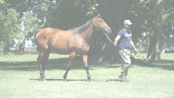 Lote SUREÑA KEY (KEY DEPUTY -  LA VECINA CAT)  preñez de GIDU