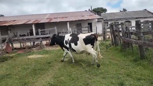 Lote Vacas próximas 520kg -  en Tranqueras Coloradas