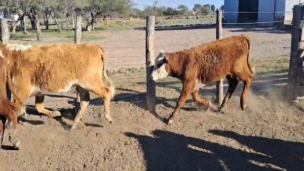 Lote 50 Terneras