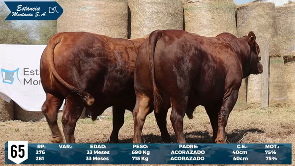Lote LOTE 65