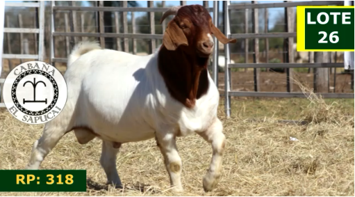 Lote CAPRINOS MACHOS 26