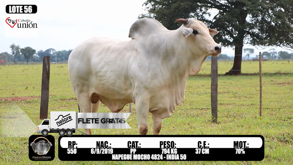 Lote LOTE   56 RP 550