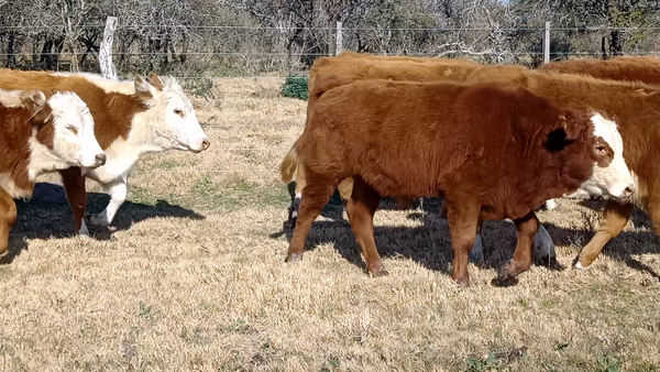Lote 41 Terneros/as en Corrientes, Curuzu Cuatia