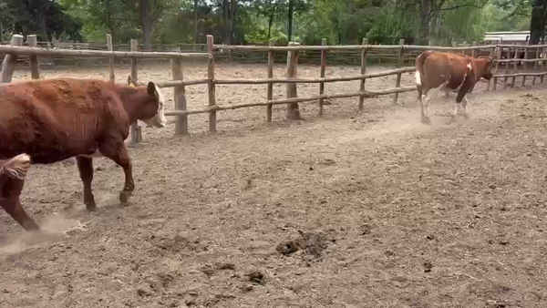 Lote 60 Vaquilla Engorda en Región Metropolitana, Paine