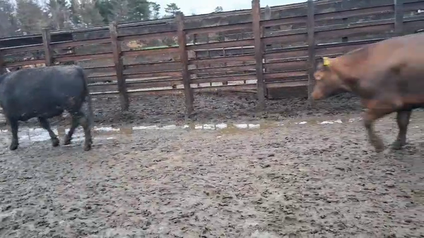 Lote 20 Novillo Gordo en Los Ángeles, VIII Región Biobío