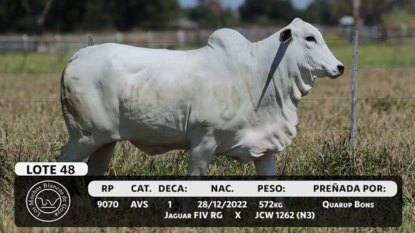 Lote LOTE 48
