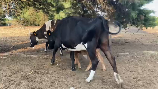 Lote 4 Piezas de Cria