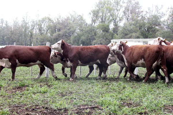 Lote VAQUILLONAS PREÑADAS PR HEREFORD -PARICION OTOÑO 2022-