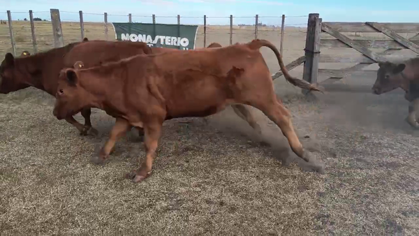 Lote 67 Novillitos en Espartillar