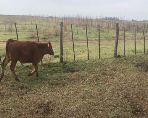 Lote 35 Terneros/as en Coronel Suarez, Buenos Aires