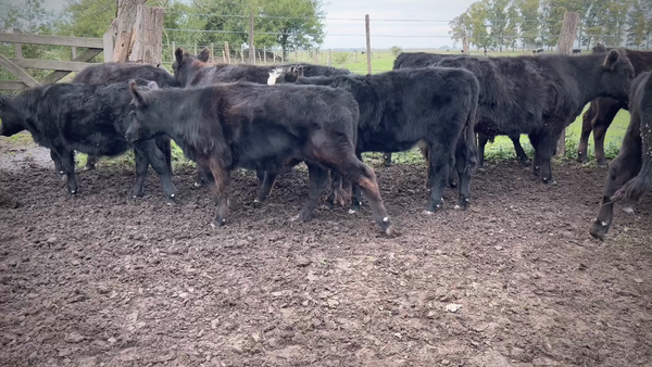 Lote 65 Terneros/as en Gral. Paz, Buenos Aires