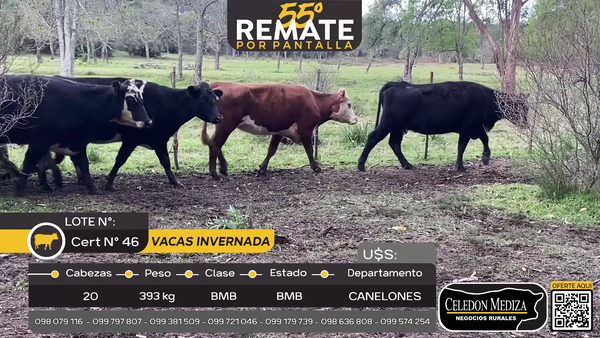 Lote 20 Vacas de Invernada en Parador Tajes, Canelones