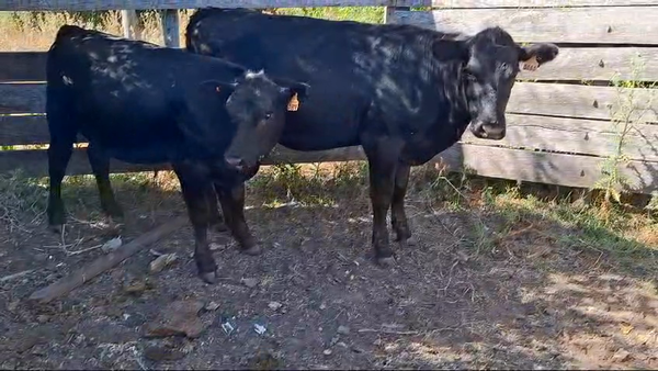 Lote Vaquillonas 1 a 2