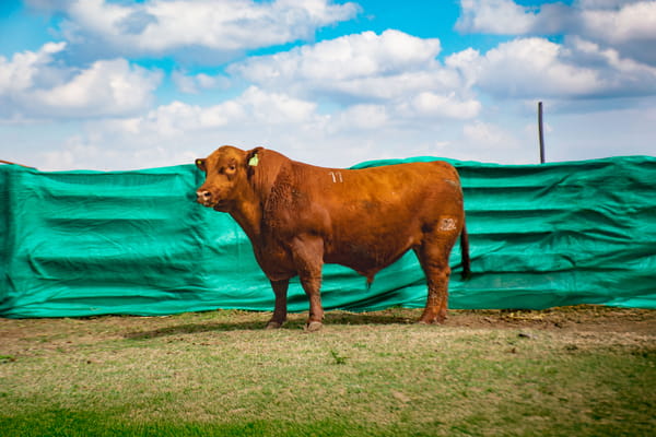 Lote Toros