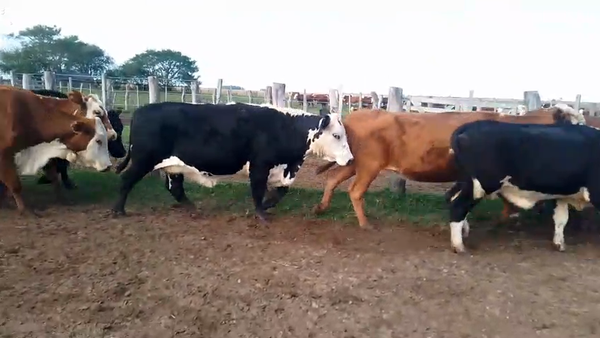 Lote 53 Vacas de invernar