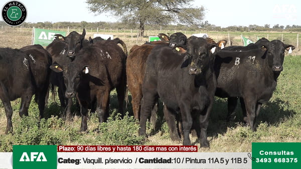 Lote """EL MATACO"" VAQUILLONAS PARA SERVICIO