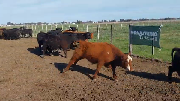 Lote 29 Terneros/as Daireaux