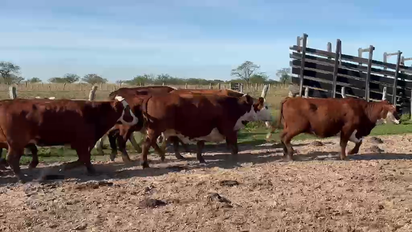 Lote 40 Vacas nuevas Preñadas