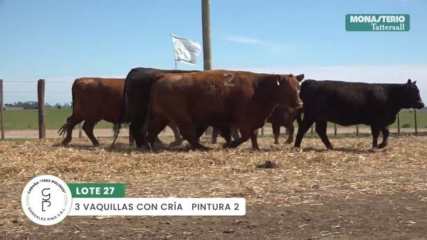 Lote "TRES MOLINOS" VAQUILLAS P.C CON CRIA