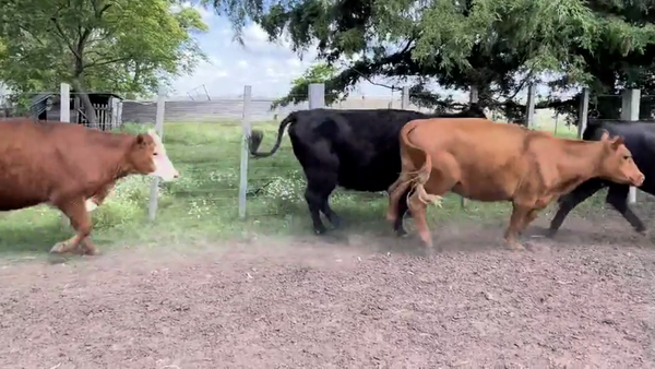 Lote VACAS DE INVERNADA