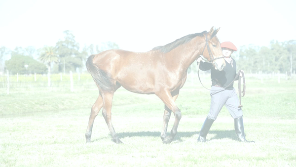 Lote MAYLA NIK (NICODEMUS -  MAYLA INC)