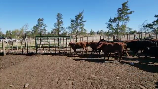 Lote 105 Terneros/as en Las Peñas, Córdoba