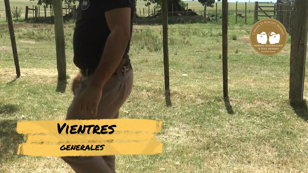 Lote Vientres Generales