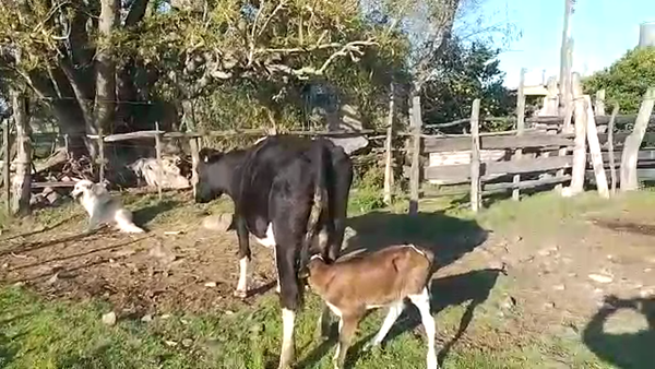 Lote Vacas de Invernada HOLANDO, San José