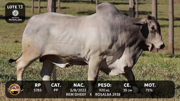 Lote LOTE 13