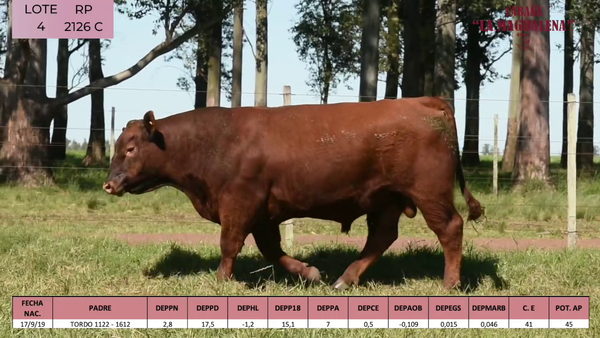 Lote ABERDEEN ANGUS PURO CONTROLADO SA