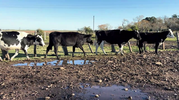 Lote VACAS ENTORADAS