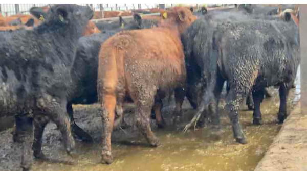 Lote 18 Vaquilla Gorda en Río Bueno, XIV Región Los Ríos