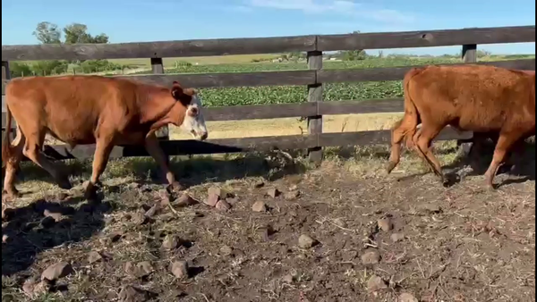 Lote NOVILLOS 1-2 AÑOS