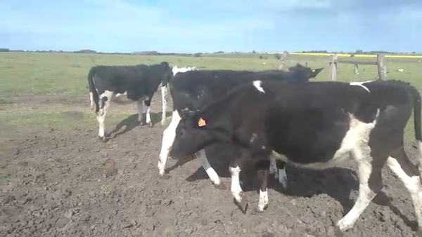 Lote 3 Terneras HOLANDO 240kg - , San José