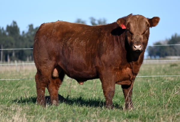 Lote TOROS PUROS CONTROLADOS