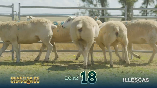 Lote LOTE 18