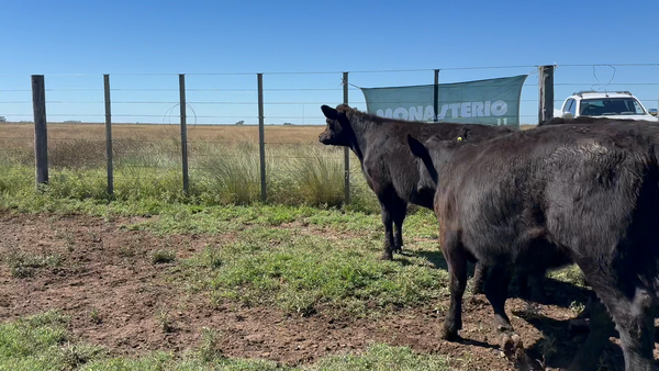 Lote 41 Terneros en Tres Arroyos