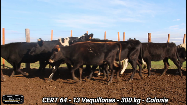 Lote 13 Vaquillonas 1 a 2 años en La Horqueta, Colonia