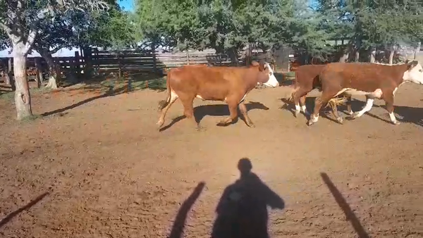 Lote 105 Novillitos