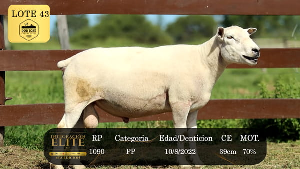 Lote LOTE 43