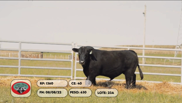 Lote 2 Toros, Artigas