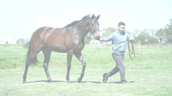 Lote PAULITA NIK (NICODEMUS -  PAULITA CHUCK)