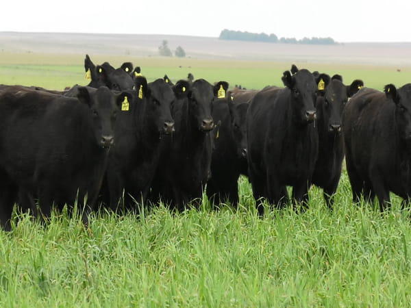 Lote VAQ. ANGUS NEGRAS P. CONTROLADAS C/GTÍA DE PREÑEZ